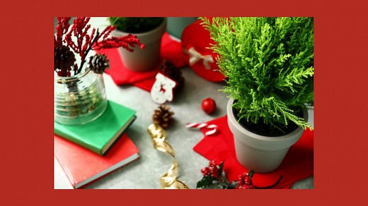 The lemon cypress tree, also called Goldcrest after its cultivar, is a variety of Monterey cypress. It gets its common name from the powerful strong lemon scent that its branches exude if you brush against them or crush their foliage. You can start growing lemon cypress trees (Cupressus macrocarpa ‘Goldcrest’) indoors or outside. Lemon cypress care is not difficult if you know some basic rules. Lemon cypress trees come in two sizes: small and smaller. Grown outdoors in their natural habitat, the