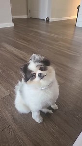 Hayyy Moochie 🙈🐶😅 | Tropical Cake Pops