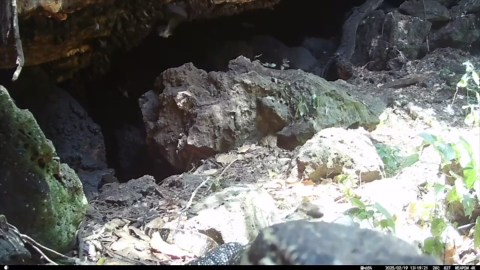 Uganda's Python Cave reveals how a Marburg virus outbreak could begin