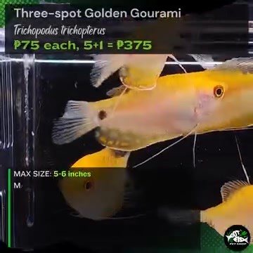 THREE-SPIT GOLDEN GOURAMI | Got Fish