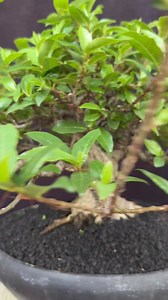 🍂 a full pruning session on my ficus racemosa bonsai #bonus #bonsaitree #bonsaiindonesia #bonsaificus #holidayseason #fblifestyle | Ara Jaber Bonsai