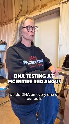 DNA Testing at McEntire Red Angus #mcentireredangus #redangus #redanguscattle #dnatesting #redangusbulls #ranchers #cowcalfoperation #rancherlife | McEntire Red Angus