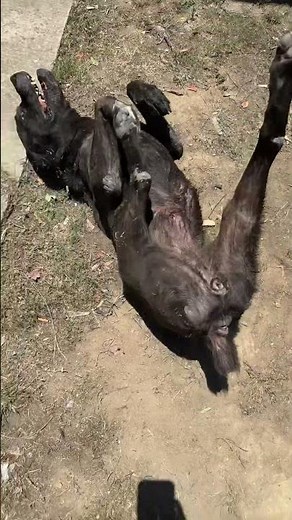 Dog eats cat whole 😋