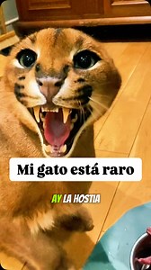 73K views · 506 reactions | Misifu hace el mismo ruido que mi c15 #gato #floppa #rugido #rikomedy #humorespañol | Rikomedy | Facebook