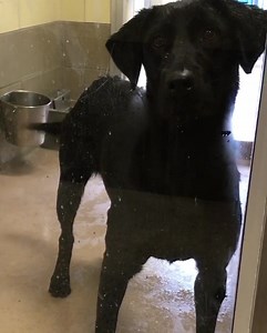 Adopted ✨ BLACK LAB! How is she still at the shelter? Please don’t forget even during these crazy times, the shelter is still open for adoptions. Please share her for a reputable rescue or adopter. Status: YELLOW Shelter notes 📝: “Showing signs of kennel stress. Has been in shelter for a month” MARTINI #A1572252 66lbs I am a female, black Labrador Retriever. The shelter staff think I am about 3 years old. I have been at the shelter since Feb 07, 2020. Available 2/13/20. http://petharbor.com/pet