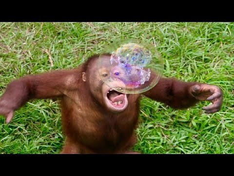 Animals Playing With Bubbles