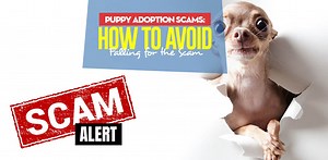 How Not to Get Scammed Adopting a Puppy – Top Dog Tips