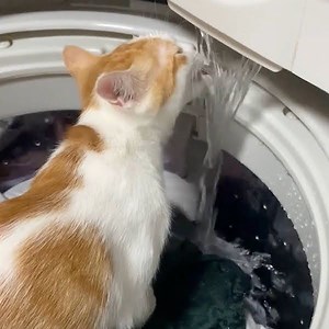 It's better than drinking from the toilet 🤣 | In The Know