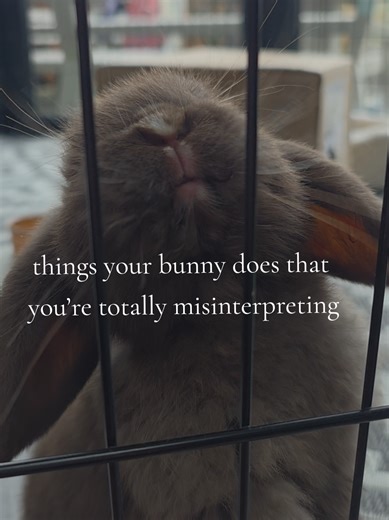 Understanding Rabbit Body Language: Trust Signals Revealed