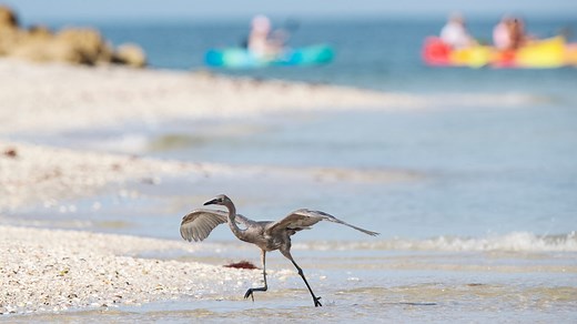 Thinking about sun and fun? A guide to the best beaches Lee County offers