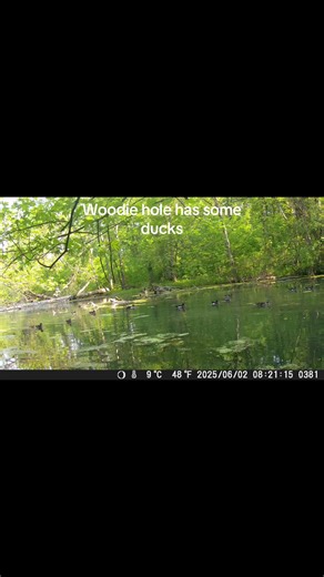 Wood Ducks and Mallards: Tips for Hunting Success