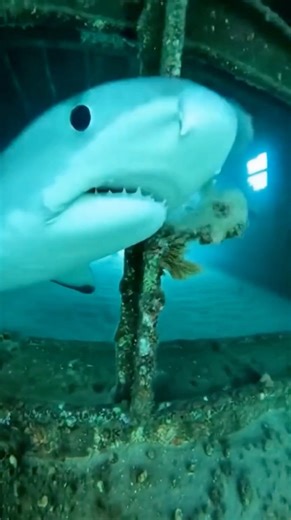 Shark Hits Inflatable Boat — Real GoPro Footage 😱