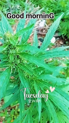 Ganja farm coming along nicely and smells lush 🌬 #ganjafarm #herbs #jamaica #fypシ #grades #farming