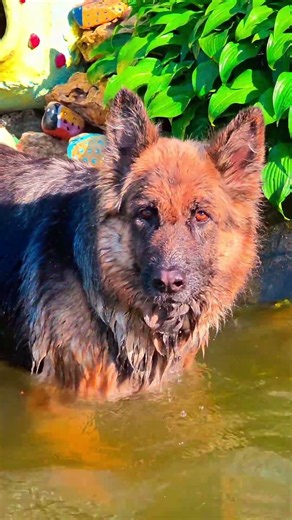 German Shepherds Having the Best Day! 💦🐾 | Fun & Playtime #shorts