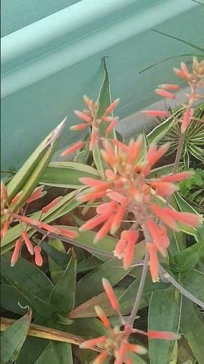 Aloe Striata in Bloom | Stunning Coral Aloe Flowers #aloe