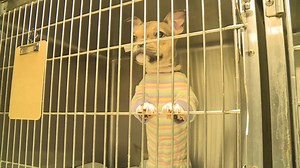 STL shelter seeks help to rehome overflowing dogs