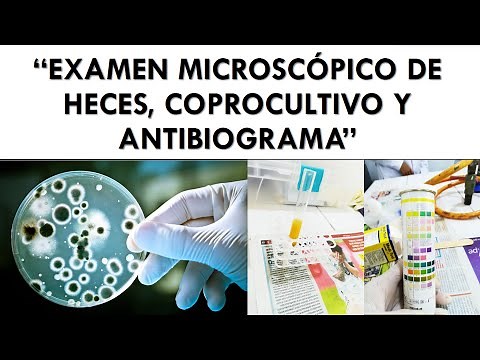 Entendiendo el Examen de Heces: Coprocultivo y Antibiograma