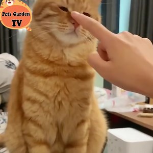 180K views · 10K reactions | This catwalk is so weird 藍 | Cute Cat Animals | Facebook