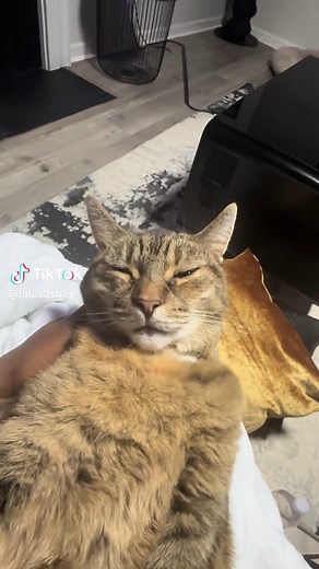 Singing Cat: Happy Kitty Meow Song You’ll Love