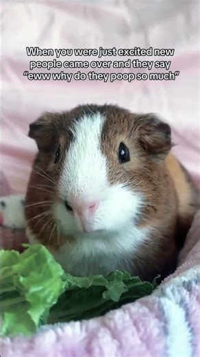 “A day in the life of my spoiled guinea pig 🐹💖”