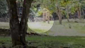 Wildlife Officials Investigating "Wildcat" Sightings On Big Island of Hawaii (Bait/Camera Traps Set)