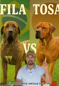 Fila Brasileiro e Tosa Inu: Forças Caninas em Comparação