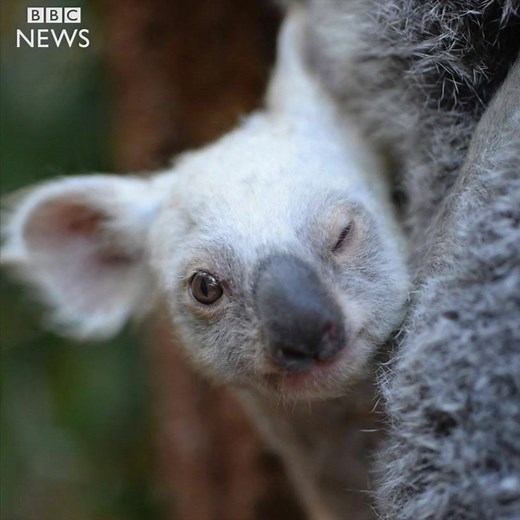 Meet the rare white koala which has been born at a zoo in Australia. ❤ | BBC News