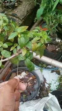 How to test the wire strength of bonsai