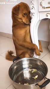 6.8M views · 88K reactions | OMG so cute i love cat and puppies Funny Cute Animals: Tik Tok Pets Compilation (Part 16) | Best Musical.ly | Facebook