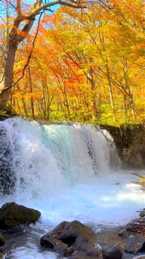 Autumn leaves🍁 at Choshi Otaki Waterfall in Aomori prefecture.It is the most popular waterfall in Oirase gorge. I absolutely love landscapes with waterfalls and rivers in the forest, and if there’s autumn foliage on top of that, it’s just irresistible🤤—📲2023/10/31 #iPhone14ProMax— 奥入瀬渓流で人気の滝、銚子大滝。 森の中の滝・川という風景が大好きで、さらに紅葉しているとなると、もうたまりません😁 * * * #shotoniphone @instagram #奥入瀬渓流 #oirase #gorge #奥入瀬渓谷 #autumnfoliage #fallleaves #fallfoliage #紅葉🍁 #waterfalling #bestwaterfalls #銚子大滝 #滝 | 1minute 