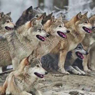The Secret Life of Wolves: More Than Just Predators