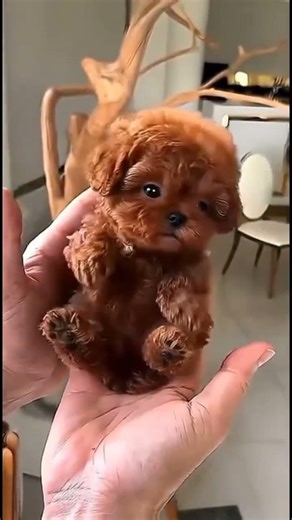 Mind-Blowing Animal Before & After Transformations! 🐾 Nature’s Magic