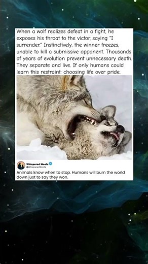 🐺 Why Wolves Don't Kill Each Other: A Lesson for Humans #Nature #WolfFacts #Peace