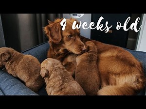 3 year old dog plays with puppies - Toller puppies 4 weeks old
