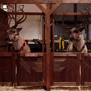 6.3K reactions · 5.7K shares | See Dasher, Dancer and the rest of the reindeer like never before in Puppy Star Christmas, available to watch now on Netflix! | Pup Star | Facebook
