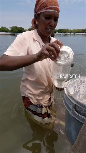 RAW_CATCH on Instagram: "Who needs fancy gear? Caught a massive mullet fish with a water bottle trap! 🤯‼️"