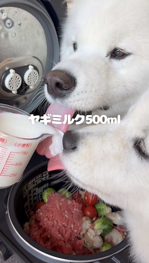 芽キャベツのコロコロ煮で愛犬が爆食