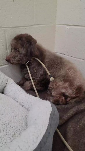 Sierra #A2013958 Stray Available 01/19/2021 North Central Animal Shelter, Los angeles, CA #adoptme #Adopt #shelterdog #poodle