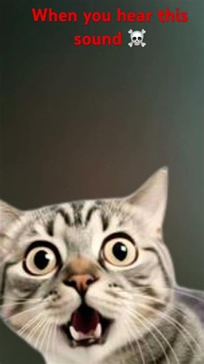 Cat is cooked