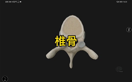 椎骨的3D解剖