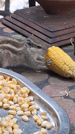 Cutest Corn Lover Ever 🐿️🌽Squirrel Can’t Stop Eating 🌽Nature’s Cutest Eater 🌿🐿️#squirrel #chipmunk