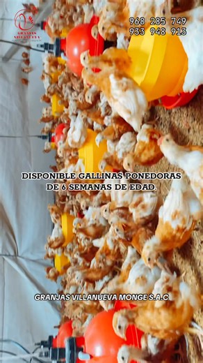 12K views · 144 reactions | PEDIDOS: 933 948 913-968 285 749 Gallinas ponedoras: Hy Line Brown y Novogen Brown ,讀huevo por mayor, implemento avícola.❤️ | Granjas Villanueva | Facebook