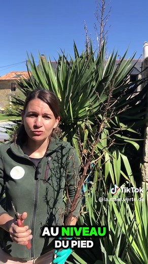 Comment tailler les fleurs d'un yucca ?