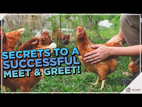 How to Introduce New Chickens to Your Existing Flock