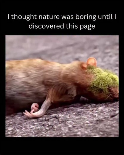 Explicando lá naturaleza on Instagram: "If humans completely disappeared, green life would reclaim the planet shockingly fast. Within just 20–30 years, vines, moss, and trees would crack concrete and asphalt, turning highways into forests. Without pollution and constant maintenance, seeds already trapped in sidewalks and buildings would sprout, and abandoned cities would become dense ecosystems—basically man-made ruins swallowed by nature. In a few hundred years, most modern cities would be near
