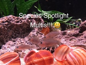Species Spotlight - Neolamprologus Multifasciatus, Tanganyikan Shell Dwellers