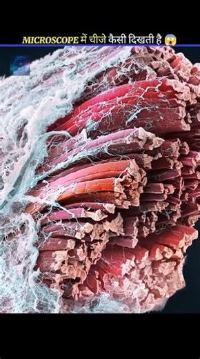 what things look like in microscope #surprisefacts #facts #viralshort