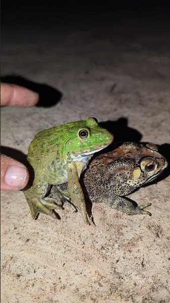 Catching Funny Frogs Try Not To Laugh Hahaha | Jump Funny Frogs Boing Funny | Animals funny