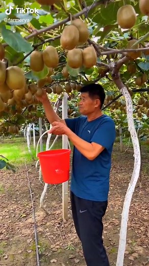 Kiwi Farming Facts and Time-lapse Vine | Petani Kiwi Station