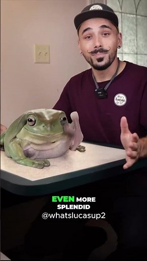 This Frog Grew WAY Bigger Than Expected! 😎✔